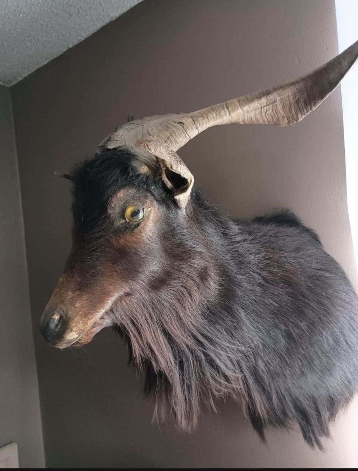 Black Billy Goat Taxidermy