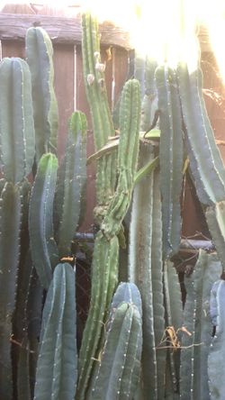San Pedro Cactus Single Cutting 25