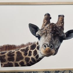 Giraffe Picture
