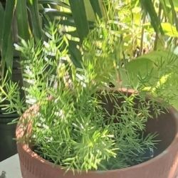 Asparagus Fern Houseplant Landscape Plant 
