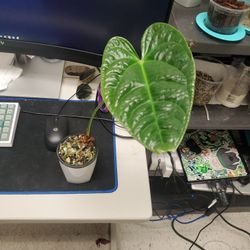 Anthurium Veitchii Type X Luxs