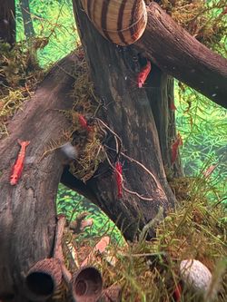 10 Bright Red Cherry Shrimp