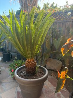 Large Mature Sago Palm Cycad in Decorative Pot – Patio Plant