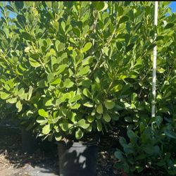 SALE! CLUSIA PLANT IN 15 GALLONS OVER 5' FEET TALL  FOR ONLY $40 OPEN TODAY