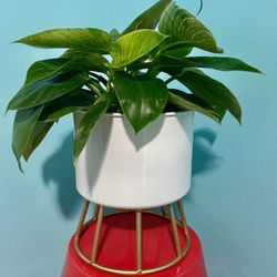 Birkin Plant In White Pot With Gold Metal Stand