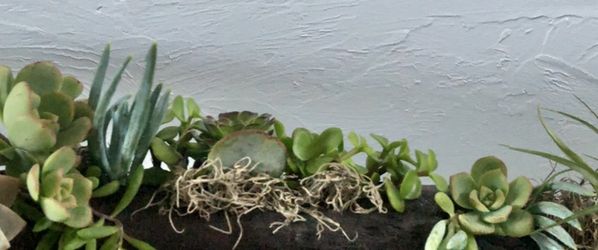 23” Driftwood Succulents Planter