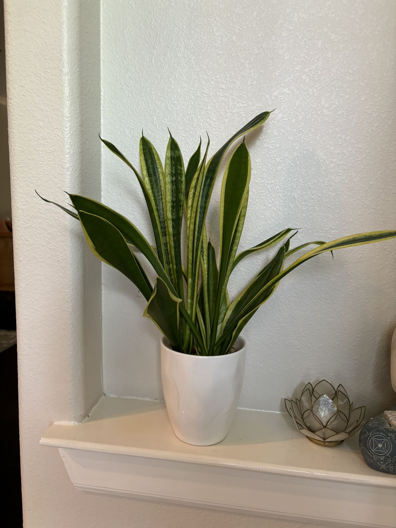 Snake Plant In A Ceramic Pot