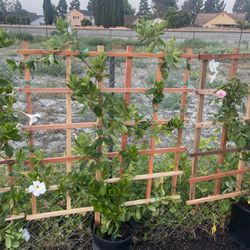Small Trellis