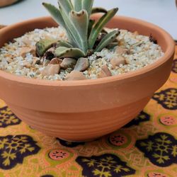 Succulent Terra Cotta