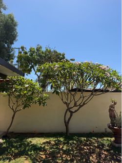 Big plumeria