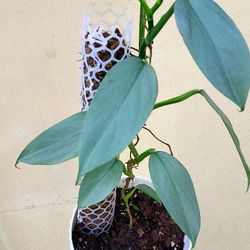 Philodendron Silver Sword 