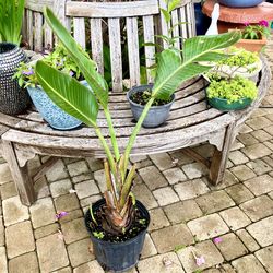 39” White Bird of Paradise