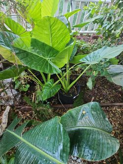 Elephant Ears Plants