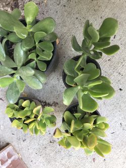 Plants-succulents
