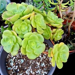 Succulents Plants Aeonium Lilli Pick Up In Upland