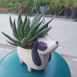 Suculentas En Base De Cerámica 