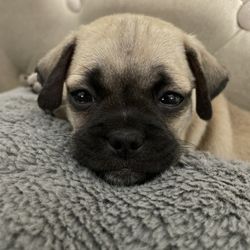Dog Crate