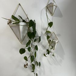 Umbra White/Brass Hanging Planters - set of 3