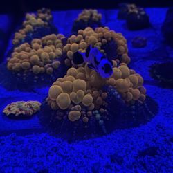 OG Bounce Mushrooms For Sale 