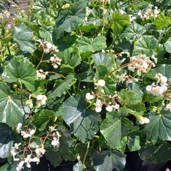 Gorgeous Houseplants $15🌼