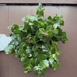Big Mona Lisa Lipstick Plant About To Bloom 