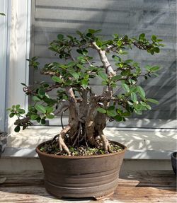 Ficus bonsai
