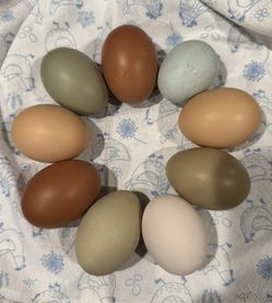 Fresh Eggs