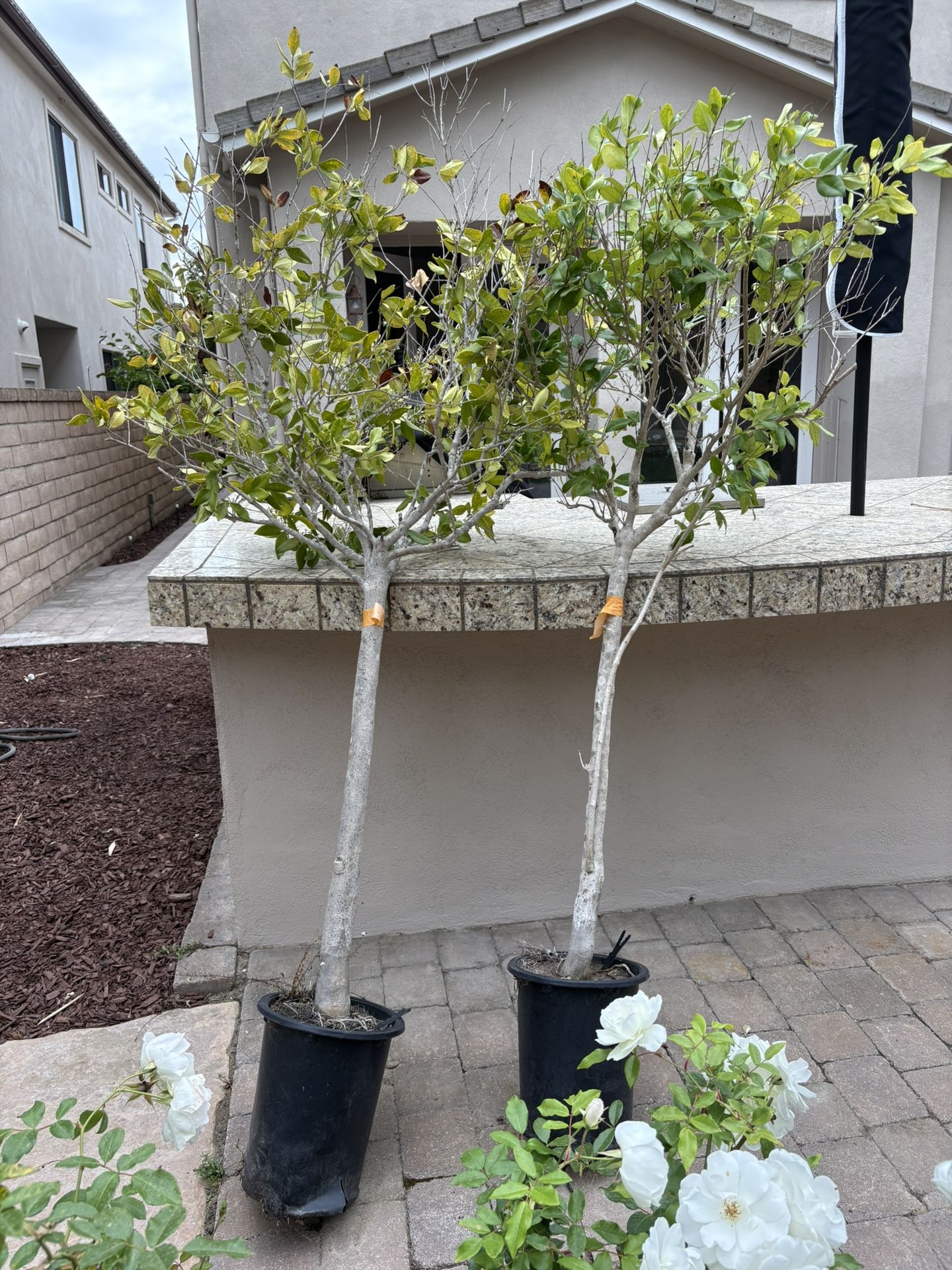 two topiary ficus treets