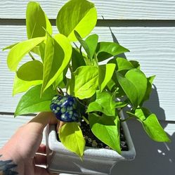 Potted Neon Pothos 