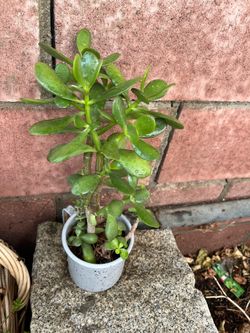 Jade planta natural