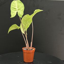 arrowhead plant (Syngonium