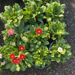 Annuals