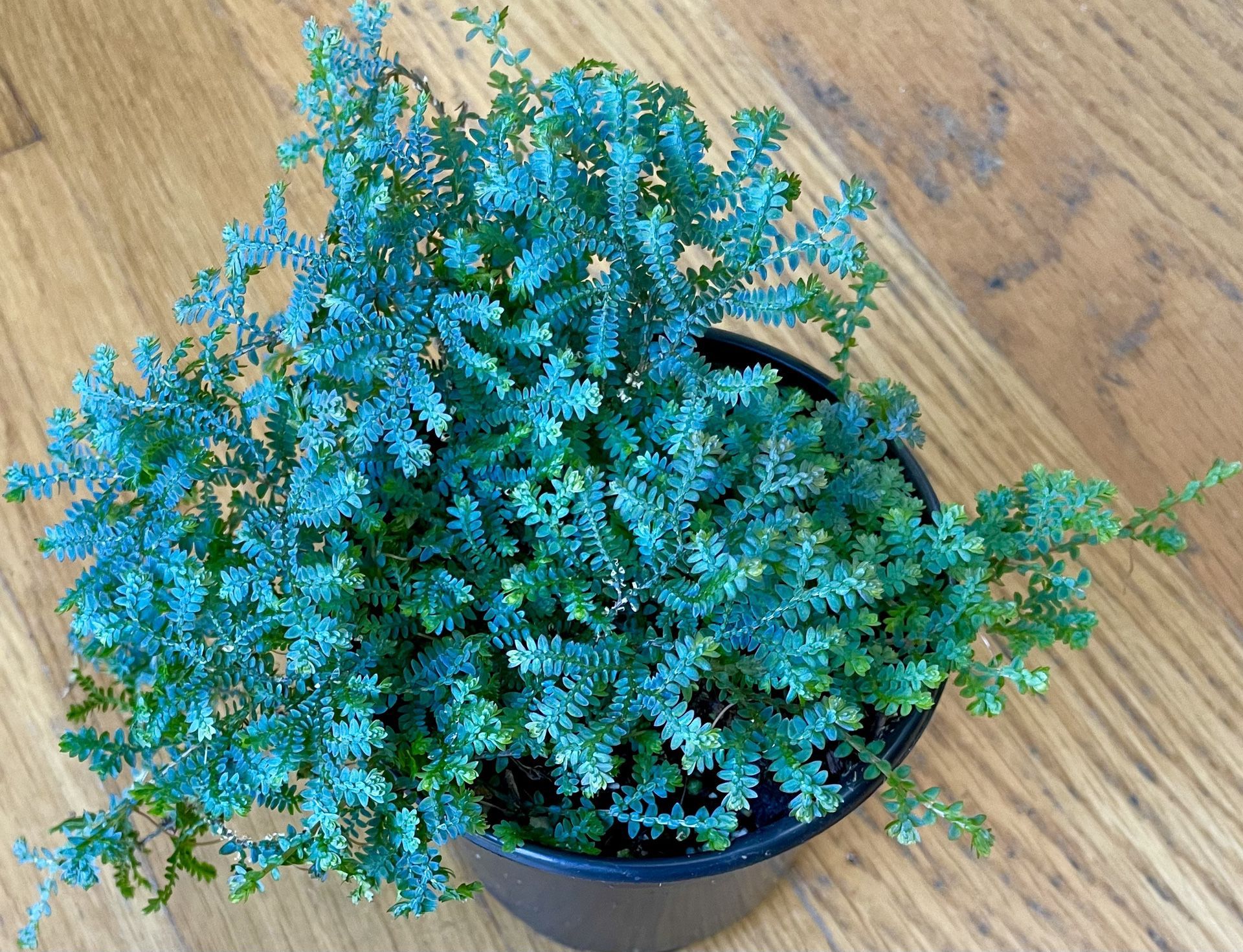 Peacock Fern / Free Delivery Available