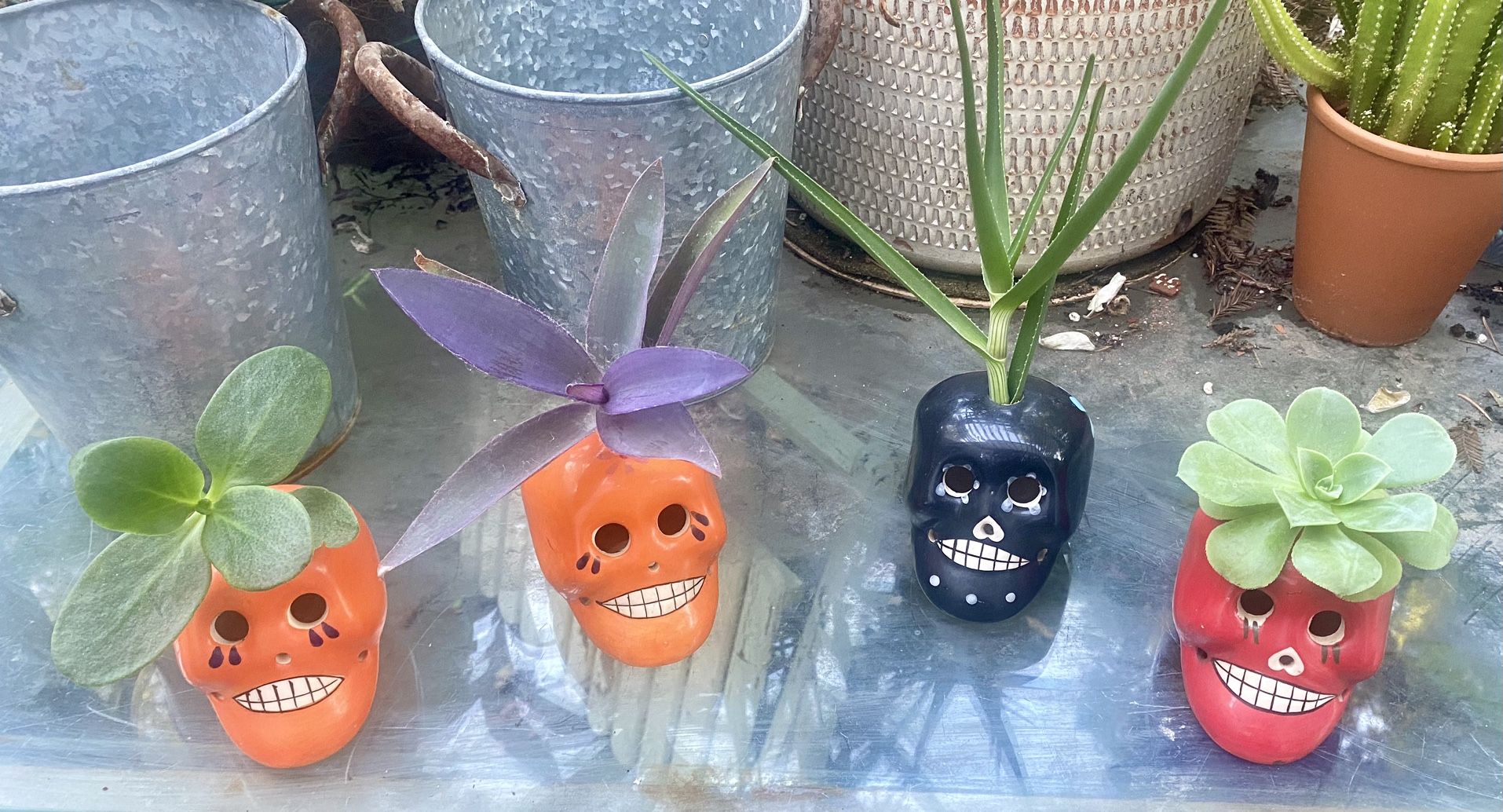 Sugar Skulls With Succulent Cuttings
