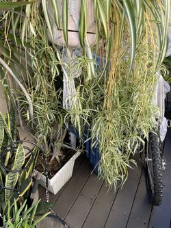 Baby Spider Plant Cuttings