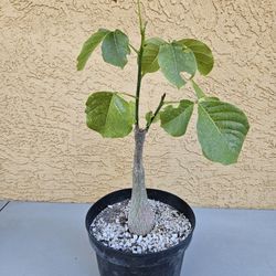 Pseudobombax ellipticum