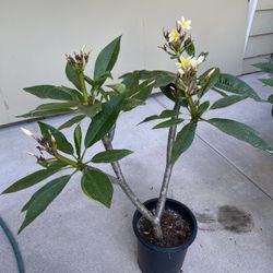 Plumeria Plant