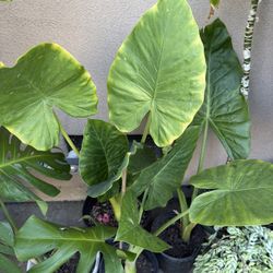 Elephant Ear Alocasia Plant 