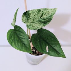 Epipremnum Pinnatum Marble