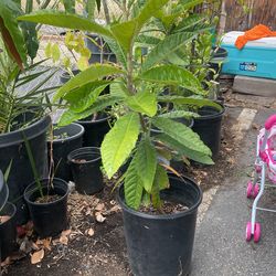 Plantas