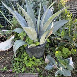 Agave Azul