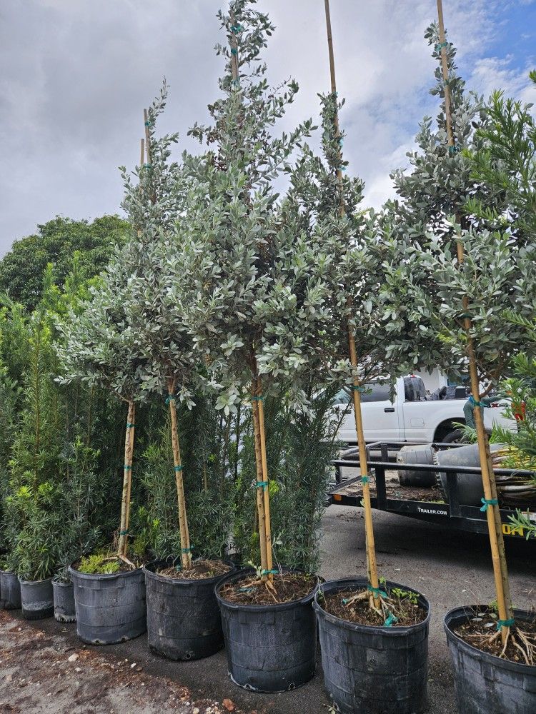 silvester bottom wood green bottom wood Japanese Blueberry