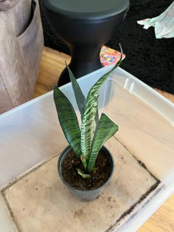 Plant $9