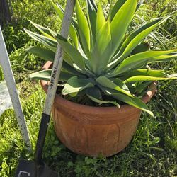 Agave Plants 🪴 