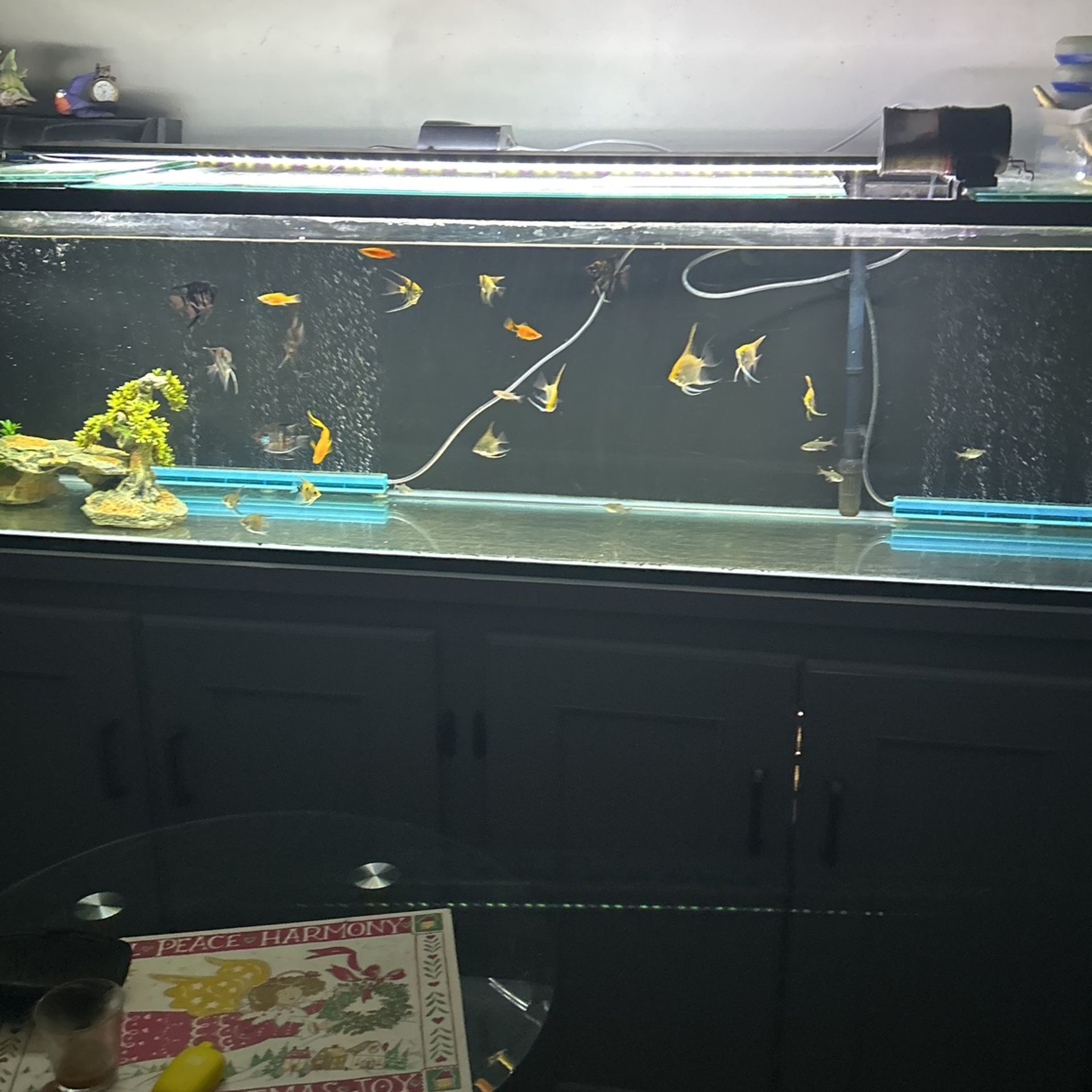 Fish Tank And Stand And Fish And Everything 