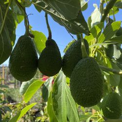 Hass Avocado Tree