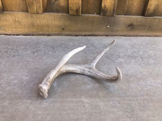 Coues Deer Antler
