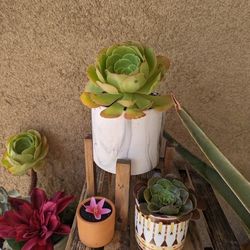 Succulents!!