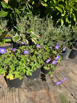 Hardy Geranium Plant in Black Pot