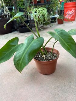 Philodendron green Esmerald